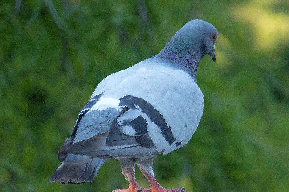 Fauna animal birds