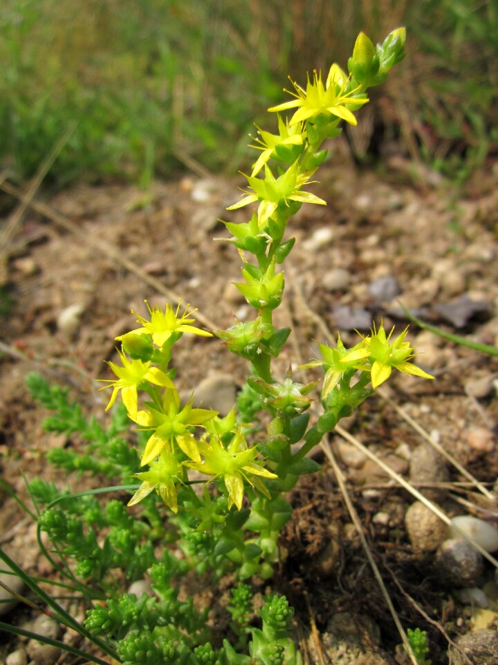 Goldmoss sedum biting stonecrop wallpepper