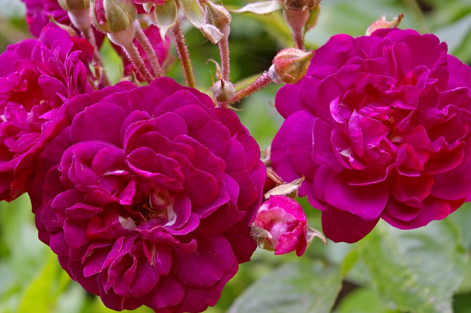 Bed of roses flowers petals