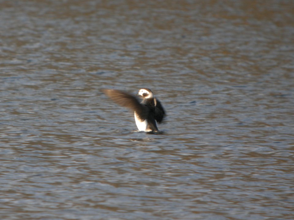 DSCN9521c Long-tailed Duck Willow Slough FWA IN 3-6-2018