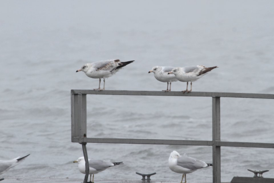 IMG 8983c Ring-billed Gull Braidwood Lake IL 4-16-2018
