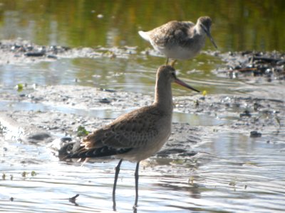 DSCN0622c Hudsonian Godwit Potter Marsh Boardwalk Anchorage AK 8-22-2018