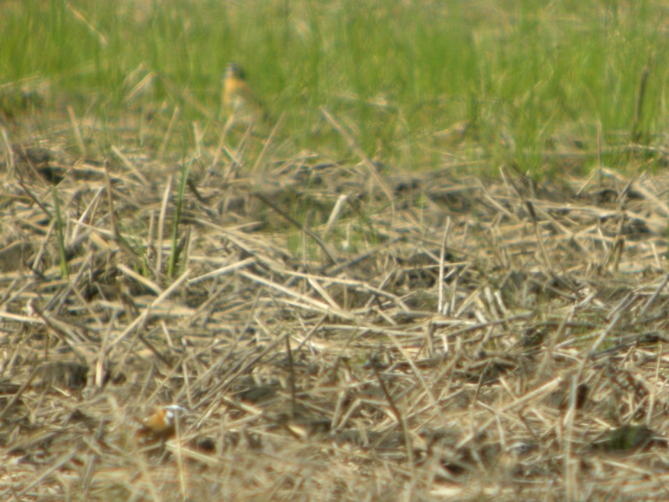 DSCN9878c Smith's Longspur Willowhaven Area Kankakee Co IL 5-7-2018