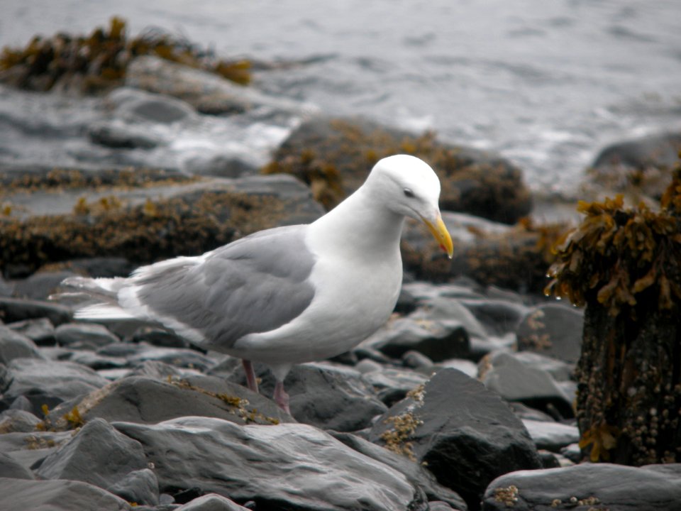 DSCN0559c Glaucous-winged Gull Seward AK 8-18-2018