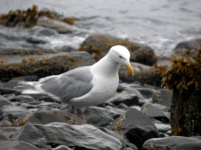 DSCN0559c Glaucous-winged Gull Seward AK 8-18-2018