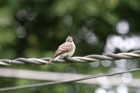 IMG 1667c Eastern Wood-Pewee Hse Kankakee IL 9-8-2018