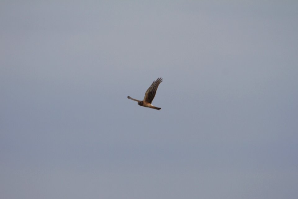 IMG 8087c Northern Harrier Willowhaven Area Kankakee Co IL 2-28-2018