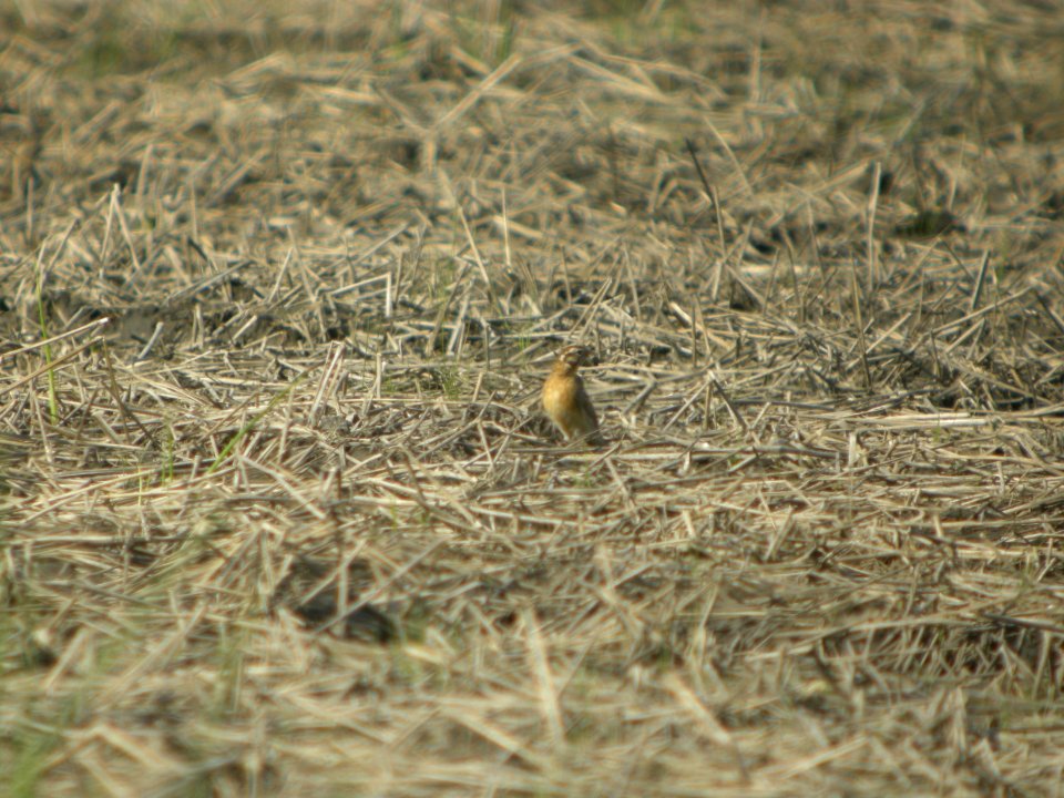 DSCN9881c Smith's Longspur Willowhaven Area Kankakee Co IL 5-7-2018