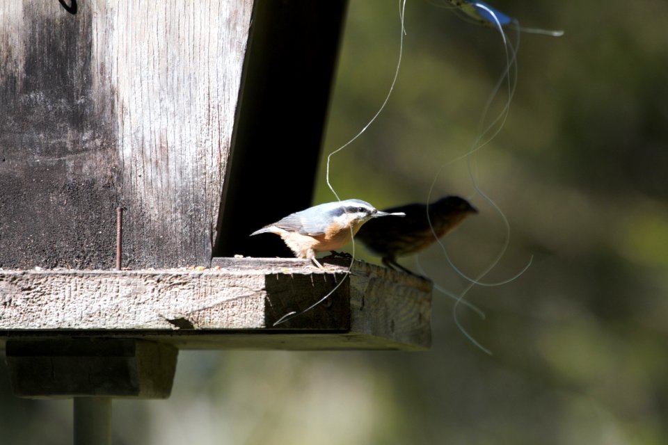 IMG 1887c RB Nuthatch Hse Kankakee IL 9-22-2018