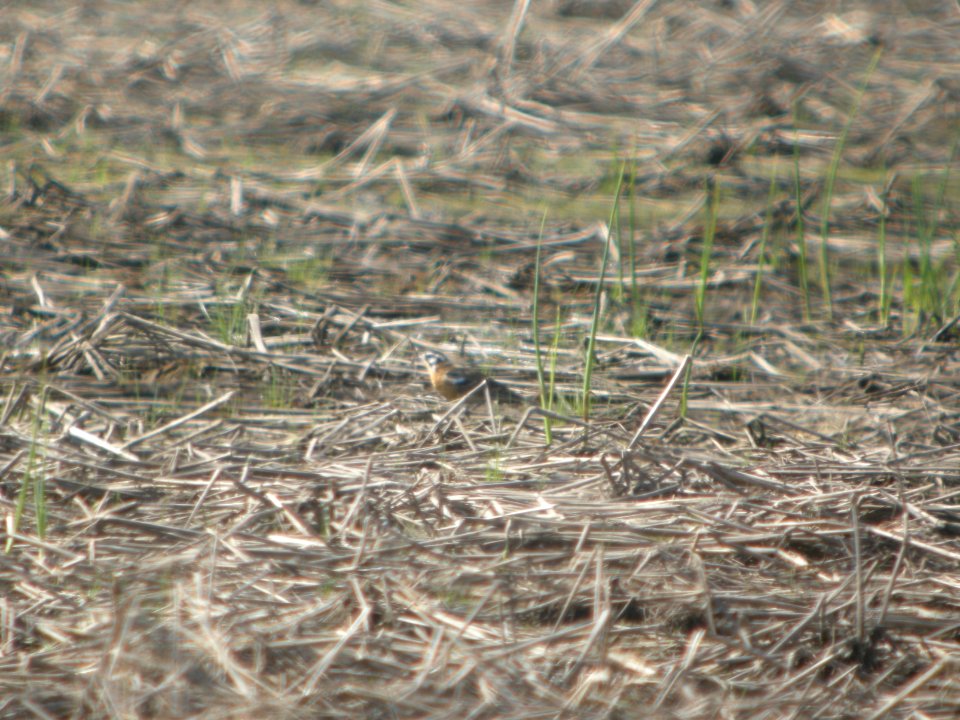 DSCN9835c Smith's Longspur Willowhaven Area Kankakee Co IL 5-5-2018