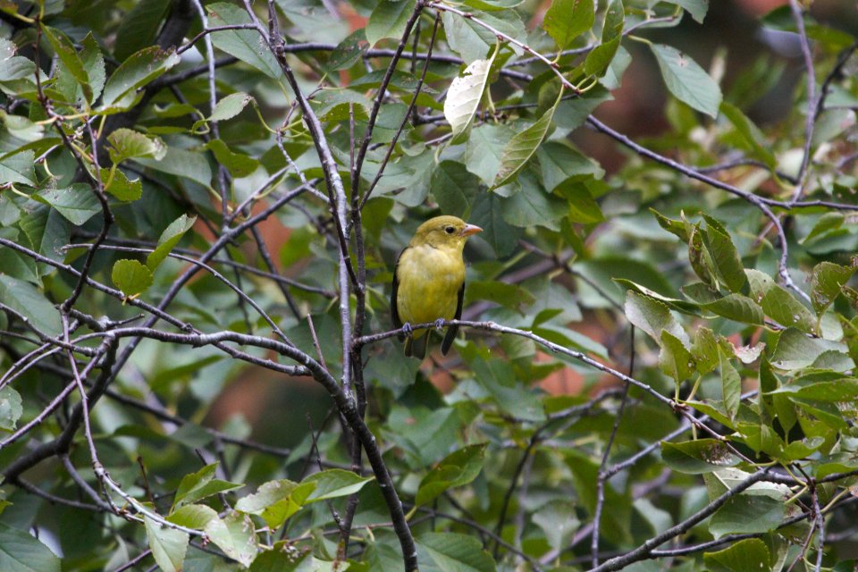 IMG 2341c Scarlet Tanager Hse Kankakee IL 10-2-2018