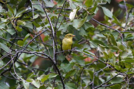 IMG 2341c Scarlet Tanager Hse Kankakee IL 10-2-2018 photo