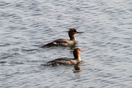 IMG 8813c Red-breasted Merganser Willow Slough FWA IN 4-13-2018