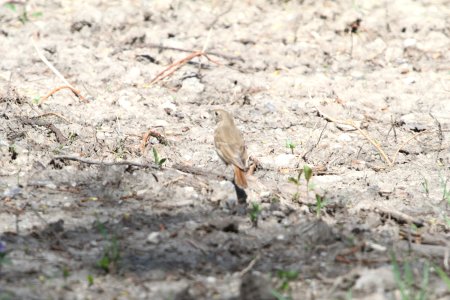 IMG 9601c Hermit Thrush Mazonia Lakes Kankakee Co IL 5-7-2018