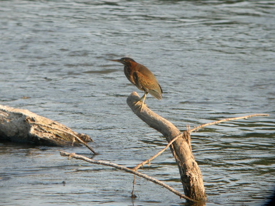 DSCN0321c Green Heron Dam Kankakee IL 8-4-2018