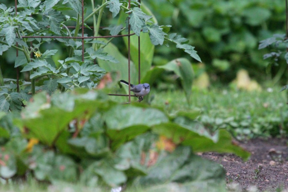 IMG 0321c Blue-gray Gnatcatcher Hse Kankakee IL 6-8-2018
