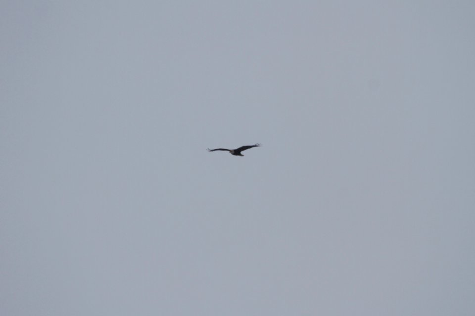 IMG 7714c Bald Eagle Dam Kankakee IL 2-10-2018