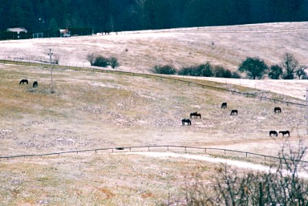 Praktica MTL3 + Pentacon Electric 4/200 MC - Horses in Winter Landscape