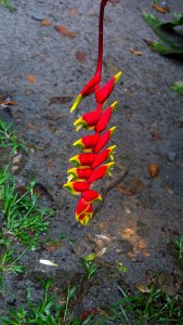 Dominique Heliconia rostrata
