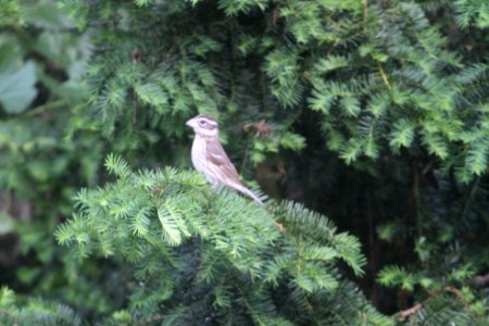 IMG 0260c Rose-breasted Grosbeak Hse Kankakee IL 6-1-2018