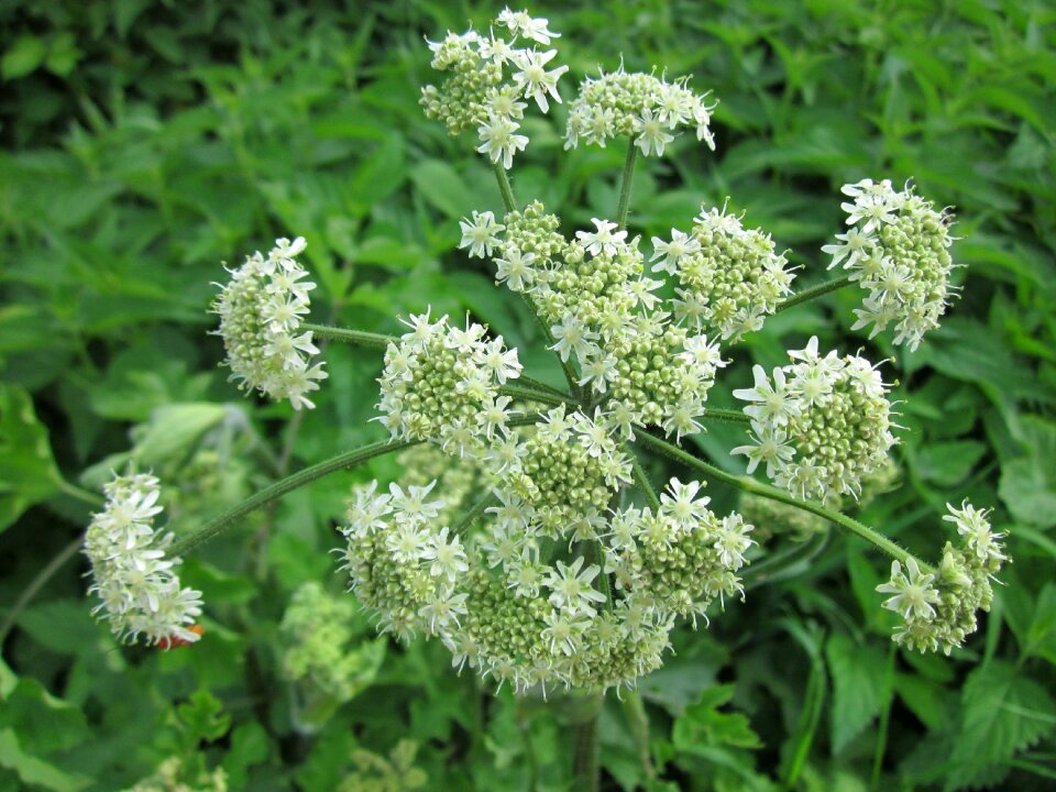 Common hogweed wildflower flora