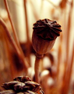Dried-up Grasses in My Grandma's Vase