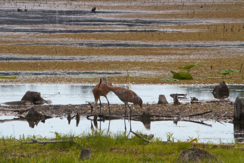 IMG 1197c Sandhill Crane LaSalle FWA IN  7-29-2018