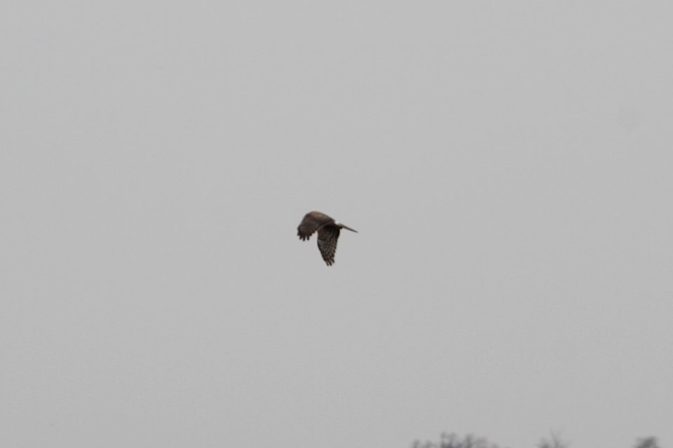 IMG 8778c Northern Harrier Willowhaven Area Kankakee Co IL 4-12-2018