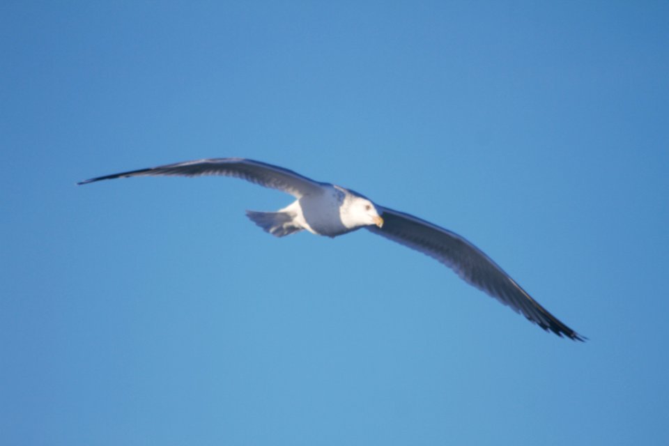 IMG 6888c Herring Gull Dam Kankakee IL 12-30-2017