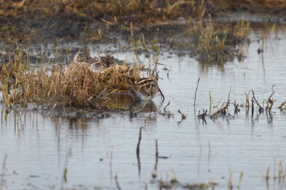 IMG 8282c Wilson's Snipe TNC Kankakee Sands IN 3-7-2018