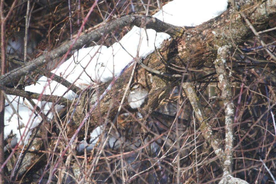 IMG 6953c White-throated Sparrow NE Iroquois  Co IL 1-1-2018