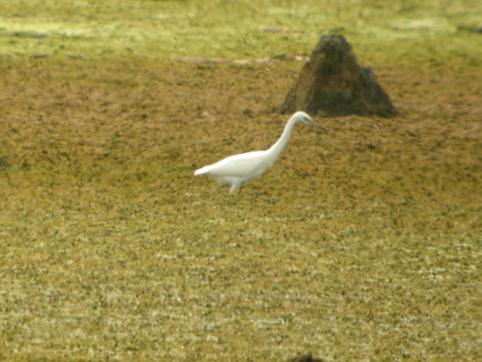 DSCN0348c Little Blue Heron LaSalle FWA IN 8-6-2018