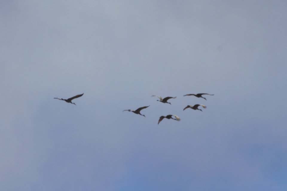 IMG 8283c Sandhill Crane Willow Slough FWA IN 3-7-2018