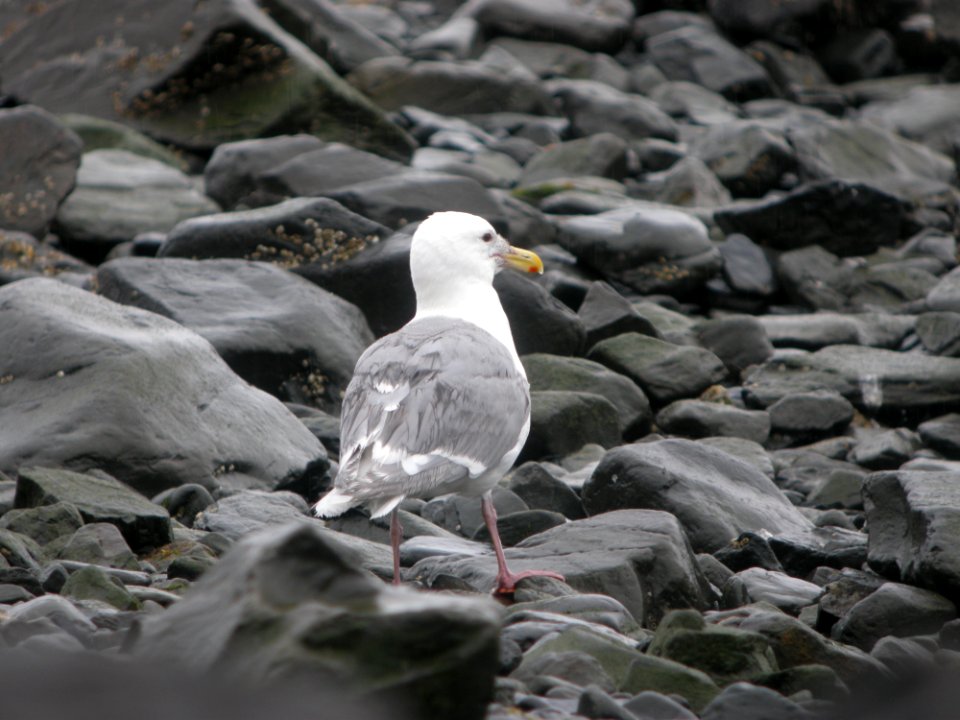 DSCN0563c Glaucous-winged Gull Seward AK 8-18-2018