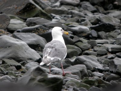 DSCN0563c Glaucous-winged Gull Seward AK 8-18-2018