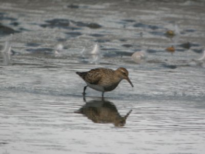 DSCN0290c Pectoral Sandpiper Willowhavern Area Kankakee Co IL 8-3-2018
