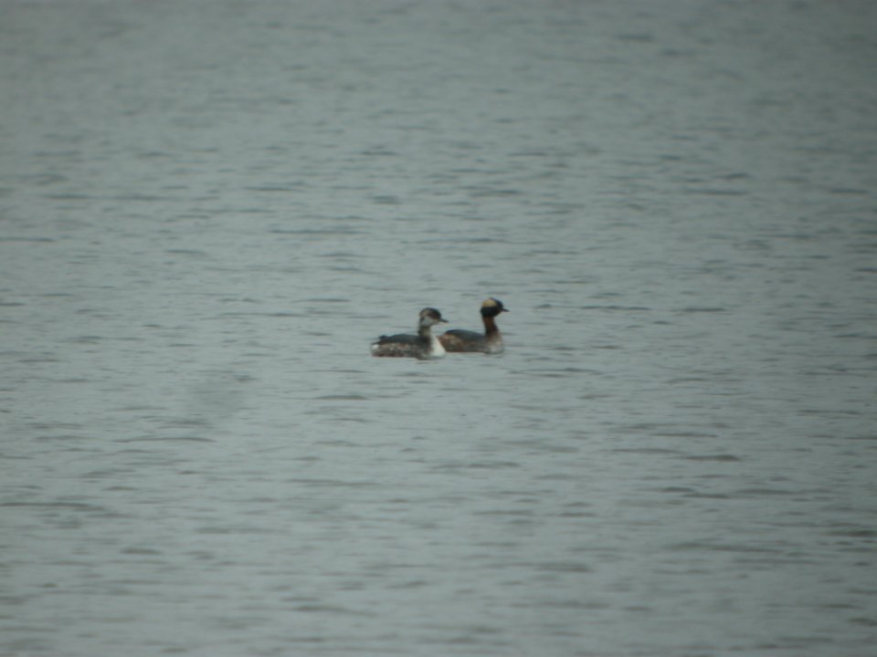 DSCN9528c Horned Grebe LaSalle FWA IN 3-6-2018