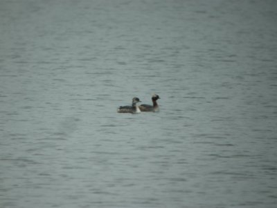 DSCN9528c Horned Grebe LaSalle FWA IN 3-6-2018
