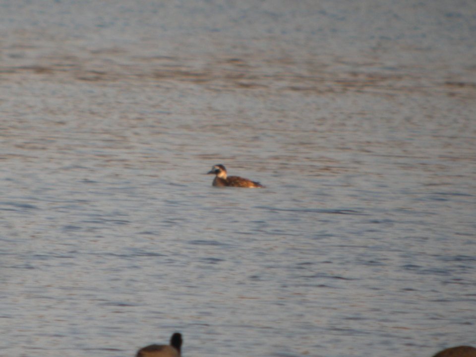 DSCN9690c Long-tailed Duck Willow Slough FWA IN 4-13-2018