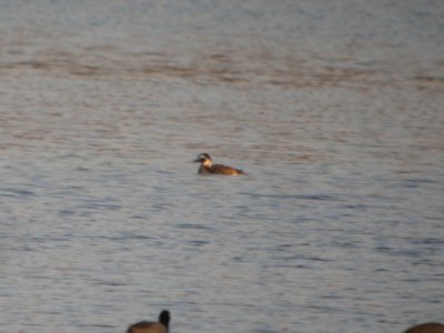 DSCN9690c Long-tailed Duck Willow Slough FWA IN 4-13-2018