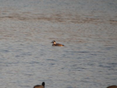 DSCN9690c Long-tailed Duck Willow Slough FWA IN 4-13-2018 photo