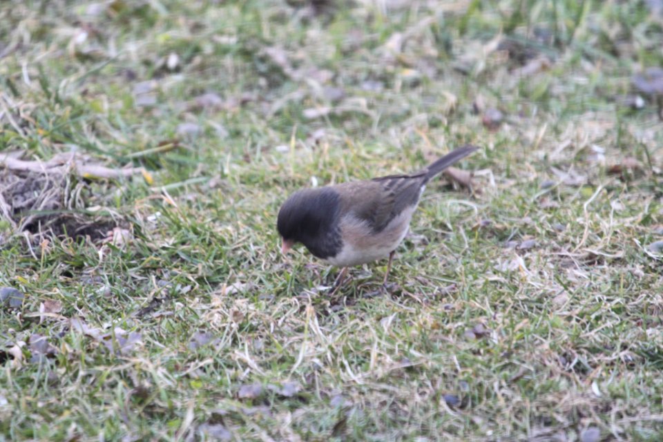 IMG 8486c Dark-eyed Junco (Oregon) Hse Kankakee IL 3-25-2018