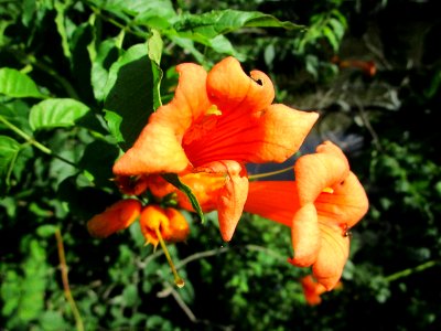 IMG 0176c Trumpet-Creeper LaSalle FWA IN 7-11-2018