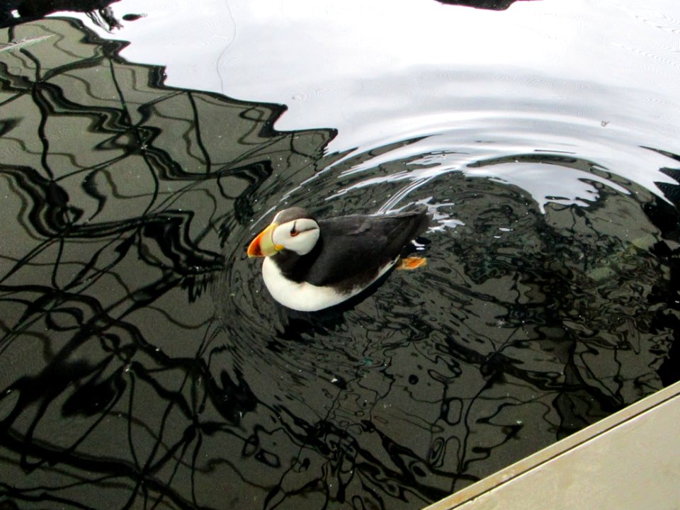IMG 0244c Horned Puffin Museum Seward AK 8-19-2018
