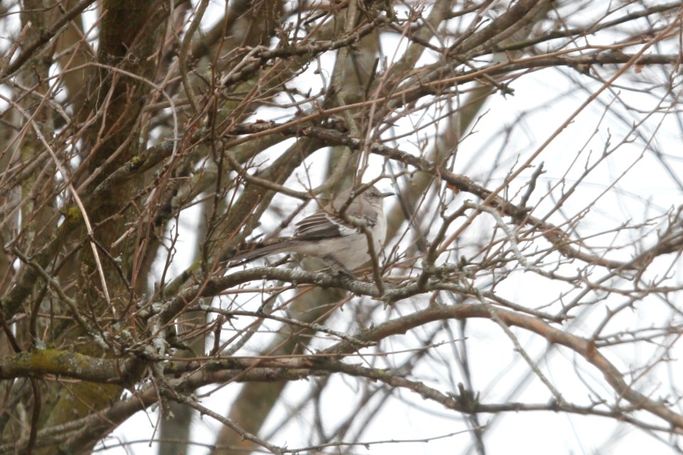IMG 8632c Northern Mockingbird NW Newton Co IN 4-5-2018