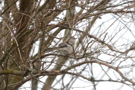 IMG 8632c Northern Mockingbird NW Newton Co IN 4-5-2018