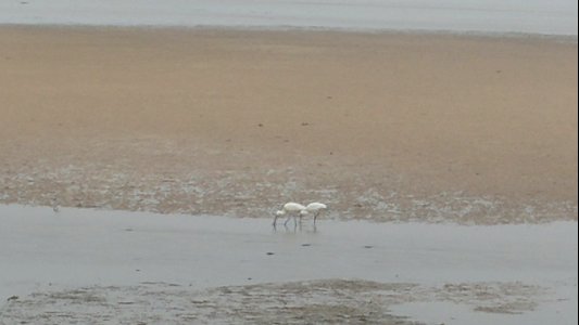 20180416 144721 Black-faced Spoonbill Jeju, Jejudo, KR 4-16-2018 (P. Hertz Photos)