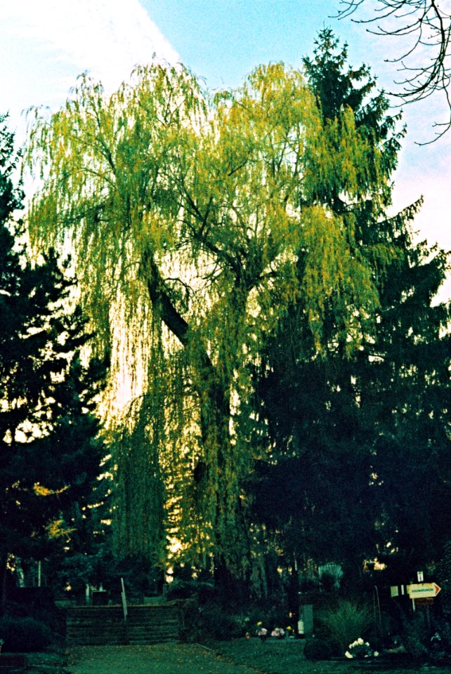 Canon EOS 30 - Crossbird Film - Cemetery Willow