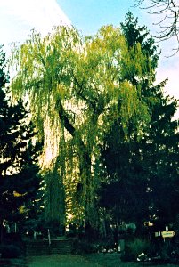 Canon EOS 30 - Crossbird Film - Cemetery Willow