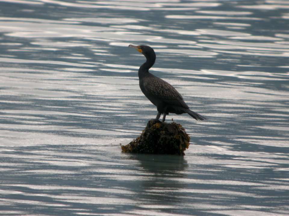 DSCN0577c Double-crested Cormorant Seward AK 8-18-2018